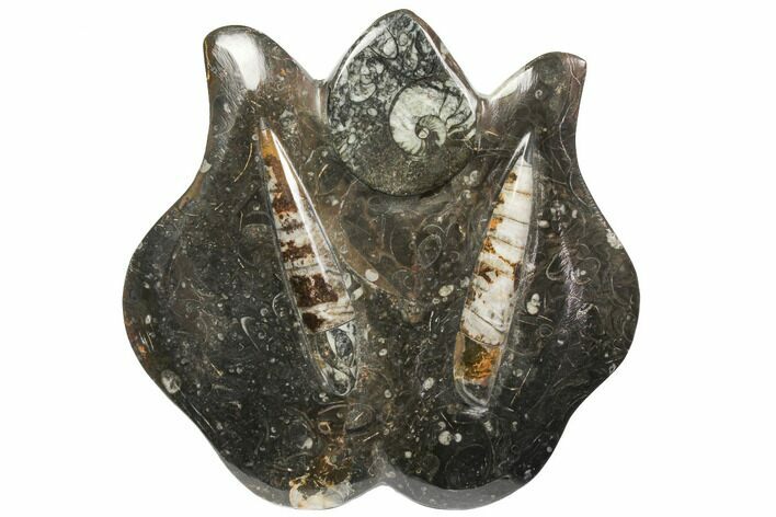 Fossil Goniatite & Orthoceras Sculpture - Morocco #111022